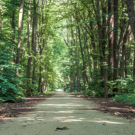 Forest-view Apartament *