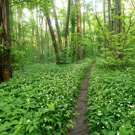 Forest-view * Bucharest