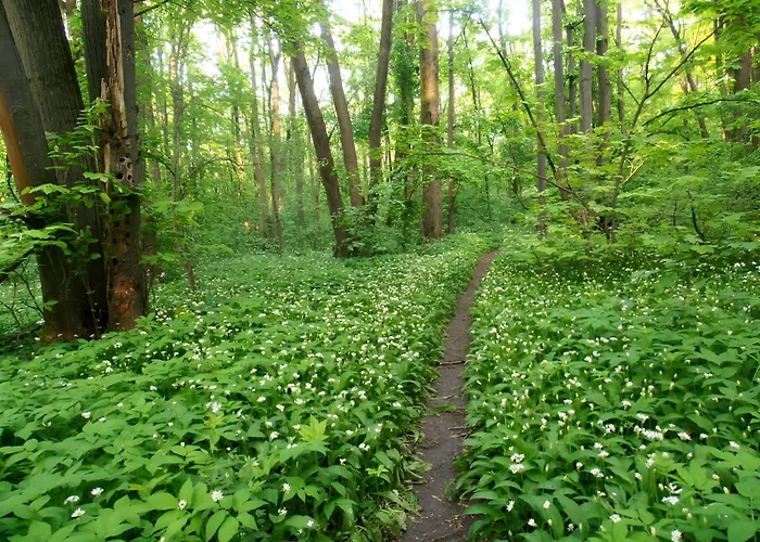 Forest-view * Bukarest